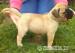 BULLMASTIFF Ihned k odběru - Prodej
