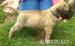 BULLMASTIFF Ihned k odběru - Prodej