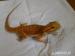 Agama vousatá Citrus a Red/Coral red - Prodej
