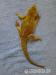 Agama vousatá Citrus a Red/Coral red - Prodej