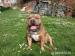 AMERICAN BULLY - Prodej