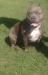 AMERICAN BULLY - Prodej