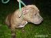 AMERICAN BULLY - Prodej