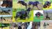 BEAUCERON šteniatka s PP - Predaj