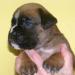 Boxer s PP - Prodej