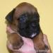Boxer s PP - Prodej