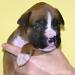 Boxer s PP - Prodej