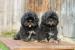 Šteniatka - LHASA APSO - Predaj
