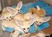 Fennec Fox Lisek fenek (Vulpes zerda) maluszki  - Sprzedaż