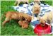 Predam steniatka Pitbull Rednose - Predaj
