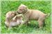 Predam steniatka Pitbull Rednose - Predaj
