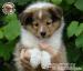 Owczarek Szetlandzki Sheltie szczenięta suczki - Sprzedaż