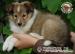 Owczarek Szetlandzki Sheltie szczenięta suczki - Sprzedaż