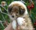 Owczarek Szetlandzki Sheltie szczenięta suczki - Sprzedaż