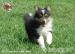 Owczarek Szetlandzki Sheltie szczenięta pieski - Sprzedaż