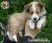 Owczarek Szetlandzki Sheltie szczenięta pieski - Sprzedaż