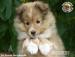 Owczarek Szetlandzki Sheltie szczenięta pieski - Sprzedaż