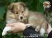 Owczarek Szetlandzki Sheltie szczenięta pieski - Sprzedaż