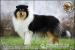 Owczarek Szkocki Collie reproduktor Harnas - Sprzedaż