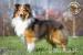 Owczarek Szetlandzki Sheltie reproduktor Irysek - Sprzedaż