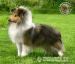 Owczarek Szetlandzki Sheltie reproduktor Fidus - Sprzedaż