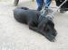 Cane Corso - Predaj