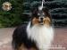 Owczarek Szetlandzki Sheltie reproduktor Heikko - Sprzedaż