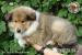 Owczarek Szkocki Collie szczenięta z rodowodem - Sprzedaż