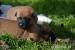 štěňátka BOM - belgický ovčák malinois - Prodej