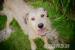 Greys - Piękna szczotka do adopcji :) - Zakup