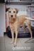 Greys - Piękna szczotka do adopcji :) - Zakup