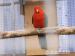 Papoušek červenokřídlý + královský - Prodej