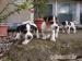 Jack russel terier - šteniatka - Predaj