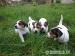 Jack russel terier - šteniatka - Predaj