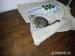 Savannah kitten - savanové kočky - Prodej