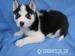 Sibírsky husky - Koupě