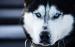 Sibírsky husky - Koupě