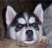Sibírsky husky - Koupě