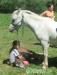welsh mountain pony - Prodej
