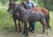 welsh mountain pony - Prodej