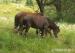 welsh pony sekce B - Prodej