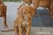 Rhodéský ridgeback - štěňátka - Prodej