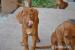 Rhodéský ridgeback - štěňátka - Prodej