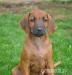 Rhodéský ridgeback - štěňátka - Prodej