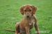 Rhodéský ridgeback - štěňátka - Prodej