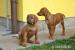 Rhodéský ridgeback - štěňátka - Prodej