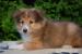 Owczarki Szetlandzkie / Owczarki SHELTIE - Sprzedaż