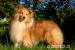 Owczarki Szetlandzkie / Owczarki SHELTIE - Sprzedaż