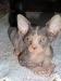 Kanadský sphynx - Prodej