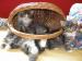 Predám čistokrvné mačiatka nórskej lesnej mačky - Predaj